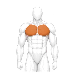 Pectoraux