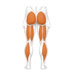 Jambes